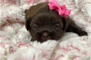 Rachel - Shih Tzu for sale