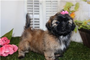 Clementine - Shih Tzu for sale