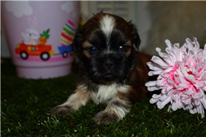 Cleo - Shih Tzu for sale