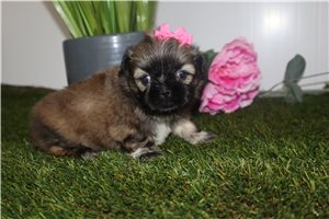 Cricket - Shih Tzu for sale