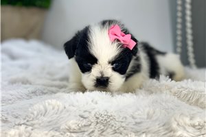 Mercy - puppy for sale