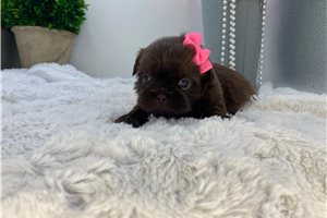Midge - puppy for sale