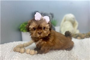 Rihana - Shih Tzu for sale