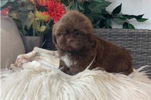 Drake - Shih Tzu for sale