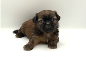 Motley - puppy for sale