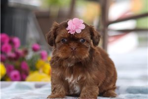 Rachel - Shih Tzu for sale