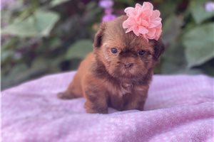 Rihana - Shih Tzu for sale