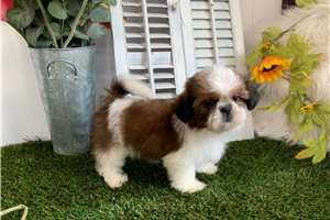 Cloud - Shih Tzu for sale