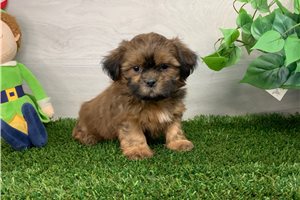 Mickey - Shih Tzu for sale
