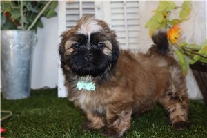 Cooper - Shih Tzu for sale