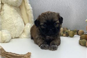 Rhett - puppy for sale