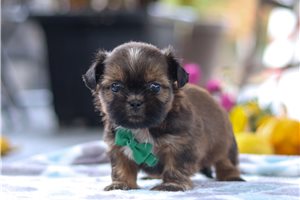 Sooner - Shih Tzu for sale