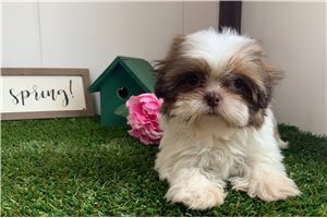 Champagne - Shih Tzu for sale