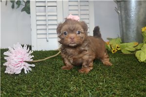 Dolly - Shih Tzu for sale