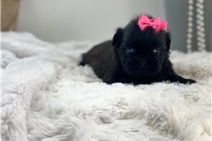 Melody - Shih Tzu for sale