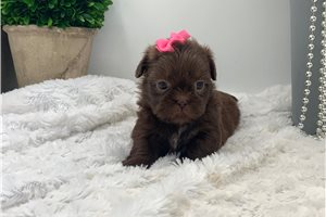 Racquel - Shih Tzu for sale