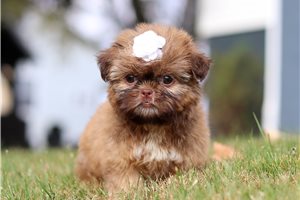 Sloane - puppy for sale