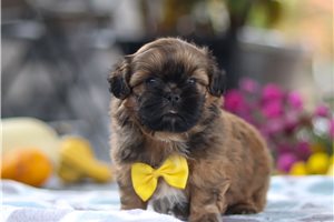 Rover - Shih Tzu for sale