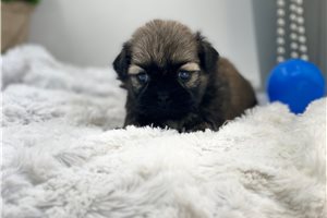 McKinley - puppy for sale