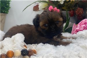 Izzy - Shih Tzu, placed in Akron / Canton