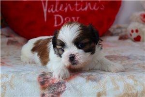 Cupid - puppy for sale