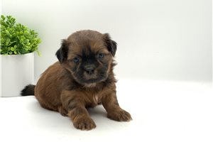 Mickey - Shih Tzu for sale