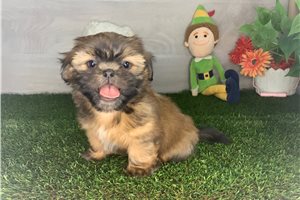 Motley - Shih Tzu for sale