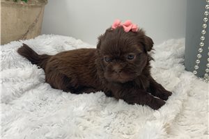 Rachel - Shih Tzu for sale