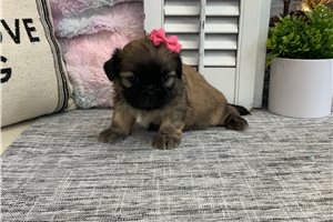 Makayla - Shih Tzu for sale
