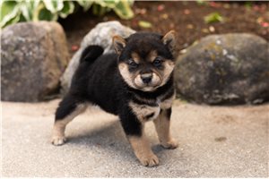 Callie - Shiba Inu for sale