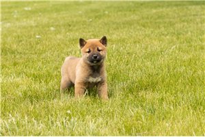 Luiz - Shiba Inu for sale