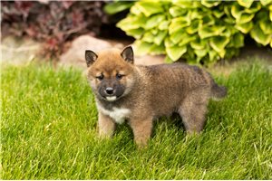 Luca - puppy for sale