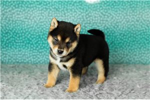 Balto - Shiba Inu for sale