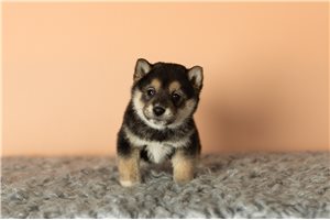 Ronin - puppy for sale