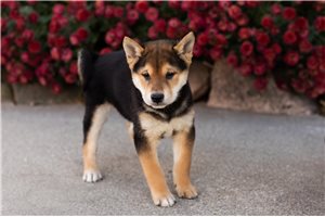 Samson - puppy for sale