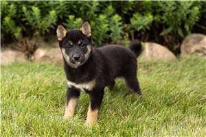 Maisey - Shiba Inu for sale