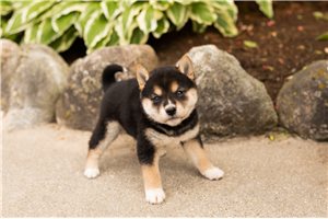 Cricket - Shiba Inu for sale
