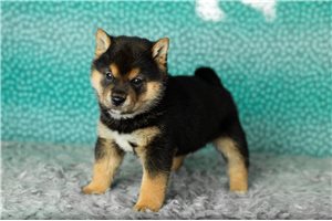 Bailey - Shiba Inu for sale