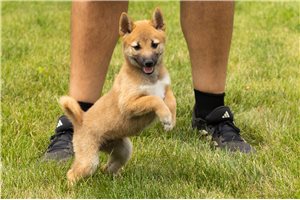 Lucile - Shiba Inu for sale