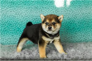 Baroness - Shiba Inu for sale
