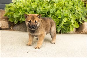 Murphy - Shiba Inu for sale