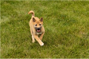Luiz - Shiba Inu for sale