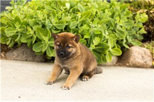 Mikey - Shiba Inu for sale