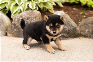 Cody - Shiba Inu for sale