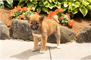 Lucile - Shiba Inu for sale