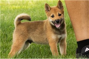 Lucas - Shiba Inu for sale