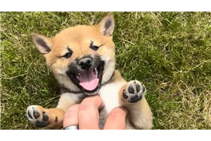 Lucas - Shiba Inu for sale