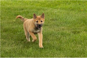 Luiz - Shiba Inu for sale