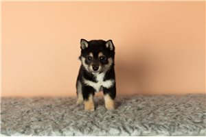 Katana - puppy for sale