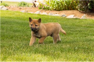 Luiz - Shiba Inu for sale